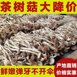 茶树菇干货不开伞农家江西特产香菇新鲜野生菌煲汤菇类200g非500g