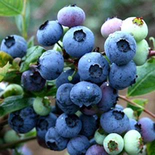 蓝莓苗树苗新品 种蓝梅树果苗南北方种植盆栽地栽当年结果水果树苗