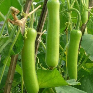 夏季 青菜种子蔬菜瓠子瓜种子 长瓠瓜种籽蒲瓜水瓜种子农家田园春季