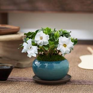 栀子花盆栽清香型花卉办公桌面绿植室内常青净化空气好养开花植物