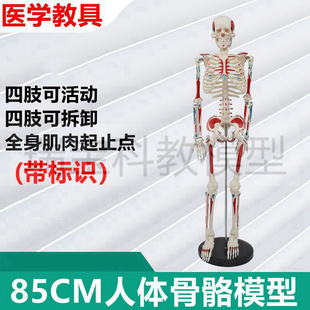 人体骨骼模型脊柱可弯曲旋转活动四肢肌肉起止点瑜伽装 备健身馆用