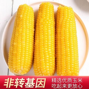 2023年新摘东北甜糯黄玉米棒真空包装 黏玉米棒黄糯苞米新鲜甜玉米