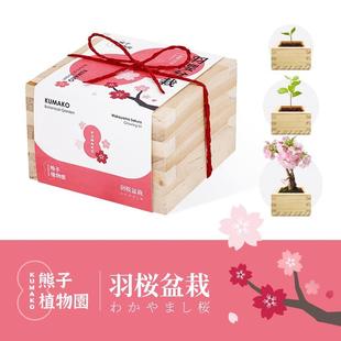 日式 木盒自种盆栽diy桌面办公室D摆件创意生日企业定制礼品文艺