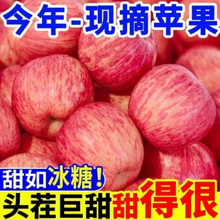 正宗陕西洛川苹果水果新鲜当季 整箱红富士冰糖心特级脆甜10斤 包邮