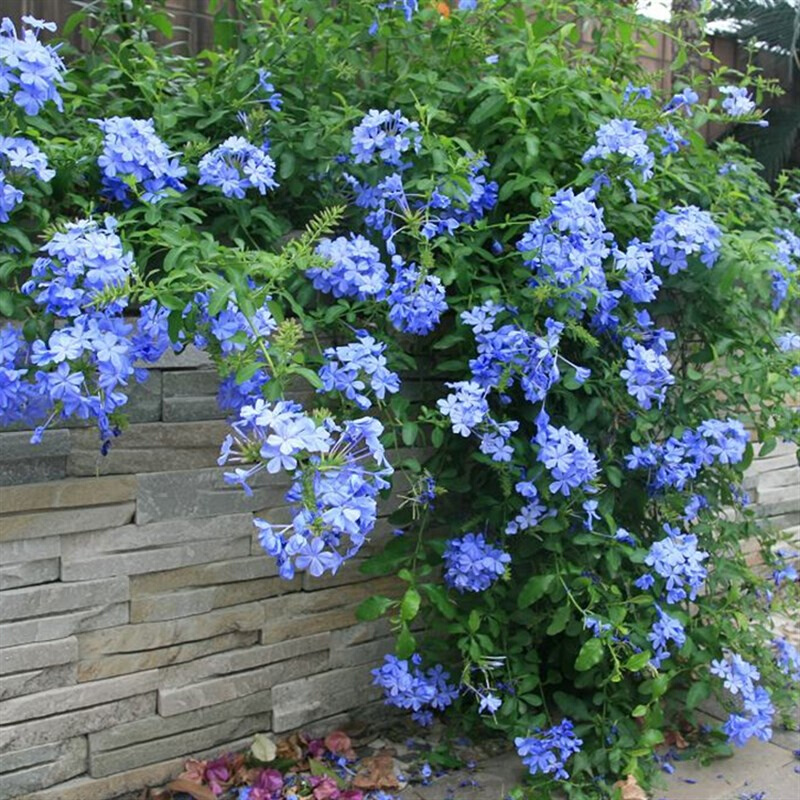 蓝雪花盆栽花苗多年生庭院爬藤垂吊花卉植物不带花苞观赏绿植盆景
