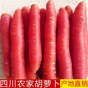 四川农家自种胡萝卜红萝卜鲜香现挖沙地萝卜蔬菜水果脆甜爽口5斤