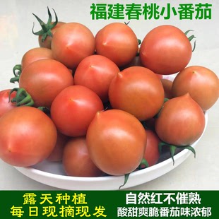 福建春桃柿子圣女果小番茄现摘草莓铁桃西红柿新鲜自然熟柿子水果