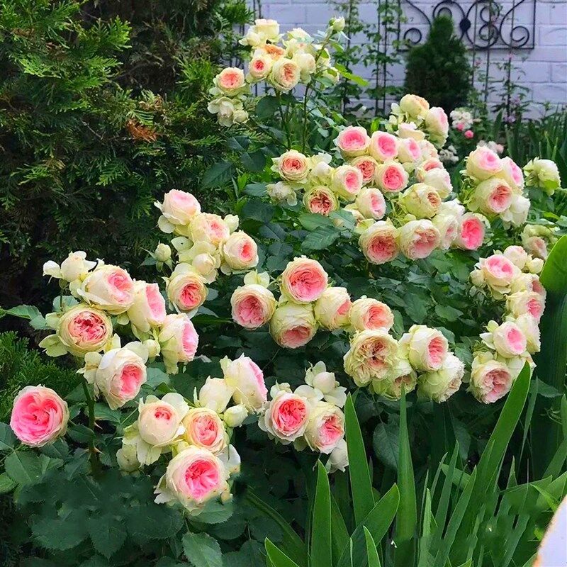 花苗四季 开花阳台庭院花镜植物耐热 英国玫瑰绒球门廊大花浓香月季