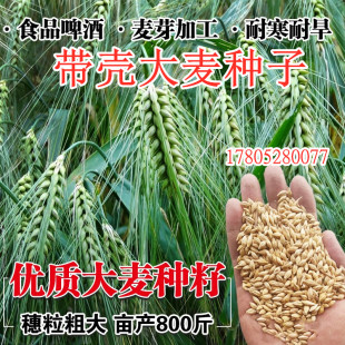 大麦种子芽苗菜种子大麦苗优质大麦苗四季 播猫草大麦籽小麦种子