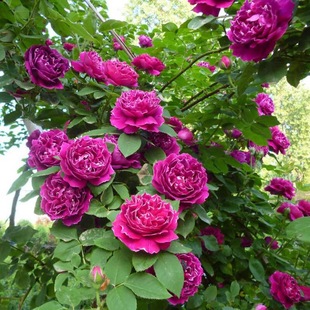 紫袍玉带大花浓香藤本月季 花苗阳台玫瑰花卉盆栽花园围墙爬藤蔷薇