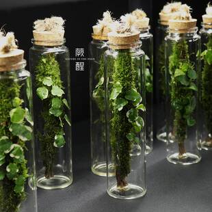 花叶薜荔苔藓微景观生态瓶懒人好养桌面创意盆景盆栽植物