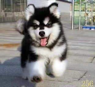 桂林阿拉斯加幼犬纯种阿拉斯加犬活体黑红色灰桃阿拉斯加雪橇犬宠