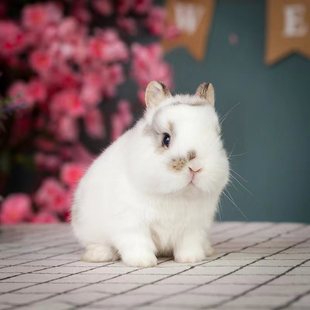 真兔子活物侏儒兔迷你小型宠物幼仔长不大家养凤眼茶杯兔白色垂耳