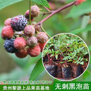 无刺黑泡苗黑树莓新品 种树莓盆栽采摘园种植带土带叶发货贵州基地