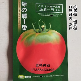 绿肩一号番茄种子高产大棚西红柿种籽耐弱光硬度高四季 越冬早春孑