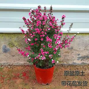 盆栽花期超长耐寒好养室内鲜花四季 新 松红梅花卉常年开花