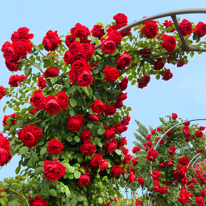 藤本重瓣红色蔷薇花苗庭院阳台四季 开大花浓香 佛罗伦蒂娜爬藤月季
