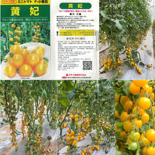黄妃番茄种子 皮薄多汁黄色小番茄种子 日本原装