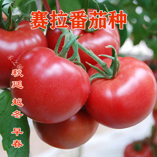 粉红大果硬度好 高产抗病毒西红柿蔬菜种籽 荷兰进口赛拉番茄种子