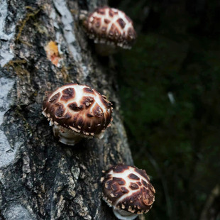 花菇冬菇干菌 250克仿野生香味自然 四川深山椴木花菇香菇干货
