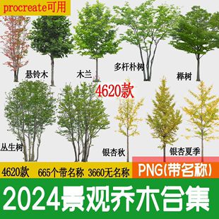 园林景观乔木 ps素材PNG免抠常用树木植物效果图后期PSD常绿小乔
