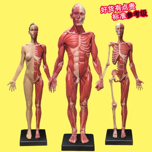 60cm素描CG参考3dmax设计医学绘画艺用人体肌肉骨骼解剖模型美术