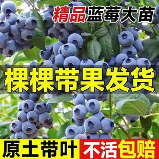 蓝莓树果苗带果蓝莓苗盆栽果树苗当年结果南北方种植兔眼特大阳台