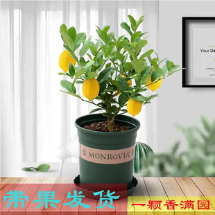 香水柠檬树苗水果盆栽可食用青柠檬好养阳台四季 常绿室内大苗绿植