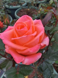 欧月切花月季 玫瑰品种