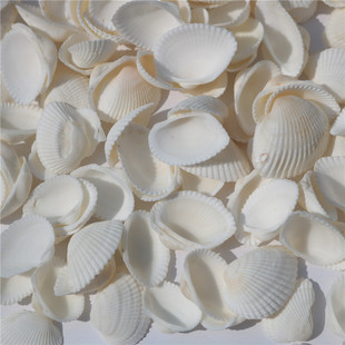 天然贝壳海螺白色贝壳白椰贝鱼缸水族装 饰毛贝贴墙DIY半斤 包邮