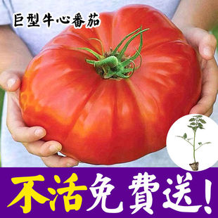 牛心番茄种子苗水果大西红柿种籽马蹄番茄多皱沙瓤四季 蔬菜种苗