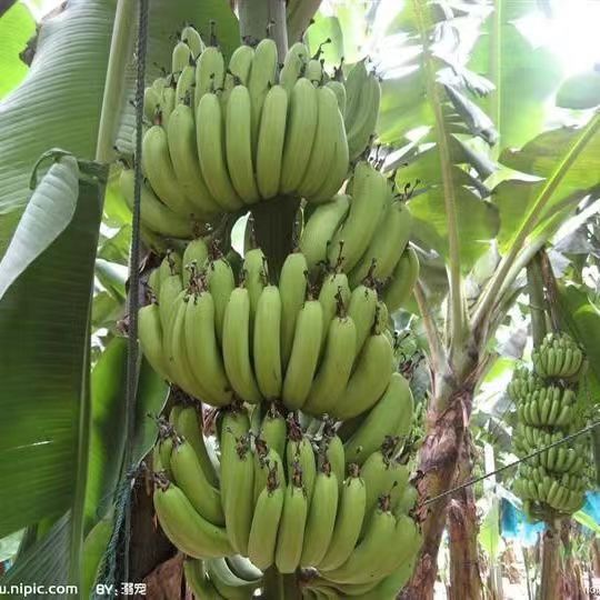 天宝香蕉新鲜水果当季 整箱香焦大蕉福建漳州特产青香蕉