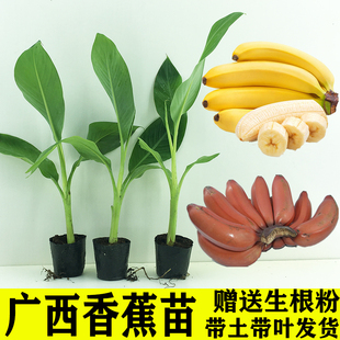 包邮 中焦9号粉蕉皇帝蕉香蕉苗芭蕉树苗当年结果常绿 红香蕉苗树苗