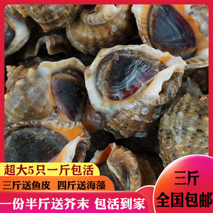 鲜活海螺超大特大现捕大海螺海鲜水产生猛贝壳到家包活个大肉肥