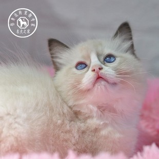 名犬之家 猫咪活物活幼体宠物猫海豹双色布偶猫英短蓝白美短加白