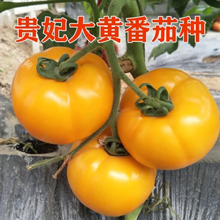 黄贵妃番茄种子东北大黄柿子种籽黄色西红柿籽种大果春季 蔬菜籽种