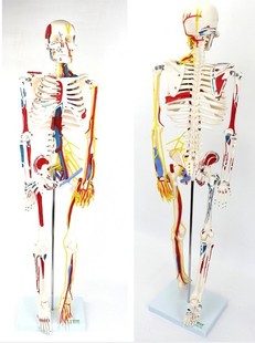 正品 进口医学人体骨骼肌肉脊柱神经可弯曲拆骨架全模型
