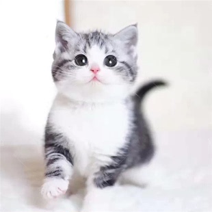 美短色曼基康矮脚猫短腿猫咪活体宠物猫美短加白美国短毛猫