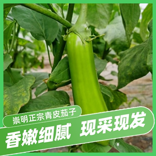 吴叔叔农场上海崇明本地青茄子绿茄子 3斤 包邮