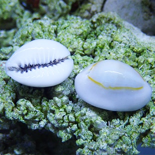 金环宝螺海水鱼缸食藻螺吃褐藻绿藻紫底星螺海缸观赏除藻工具包活