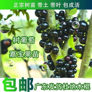 包邮 嘉宝果树苗树葡萄苗正宗台湾树葡萄果树带果南北种植当年结果