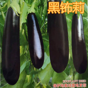 绿把长茄种子绿萼茄子种籽露天大棚紫黑色产量高四季 蔬菜黑钸莉