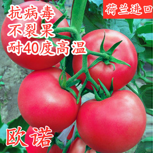 包邮 欧诺 番茄种子进口耐热西红柿种籽抗病毒抗高温不裂果大果高产