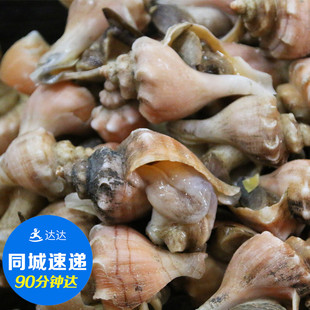 鲜活水产 贝类 正宗大连红螺 钢螺 小海螺 500G 生猛鲜活海鲜