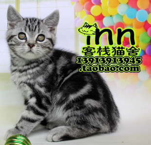 虎斑虎皮猫咪 江苏南京客栈猫舍宠物猫店买美短 银虎斑美国短毛猫