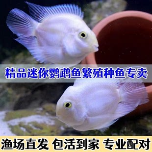 推荐 迷你鹦鹉鱼繁殖组配对成功白金宝蓝成鱼热带种公母精品小型鹦