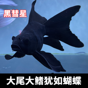 蝴蝶鲤黑彗星f观赏鱼黑色锦鲤纯种台湾短身球体大鳍长尾淡水活鱼