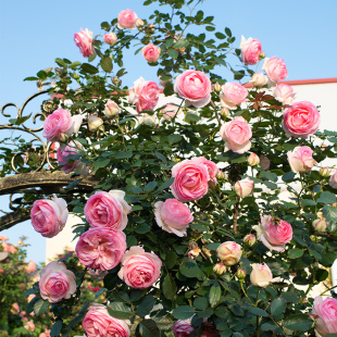 蔷薇庭院爬藤植物浓香花卉阳台四季 开花玫瑰一米以上大苗 藤本月季