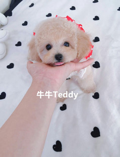 纯种茶杯泰迪贵宾幼犬活体迷你型袖 珍卷毛超级宠物狗香槟棕色泰迪