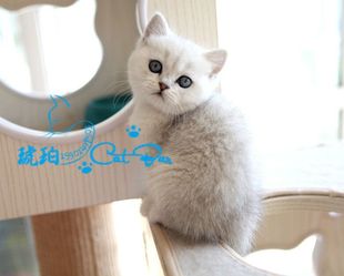 琥珀 赛级欧系英国短毛猫英短银色渐层幼猫DD公宠物幼体有视频
